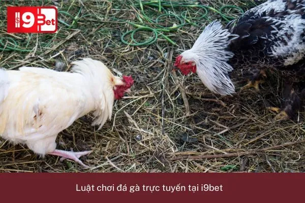 Luật Chơi Đá Gà Trực Tuyến Tại i9bet