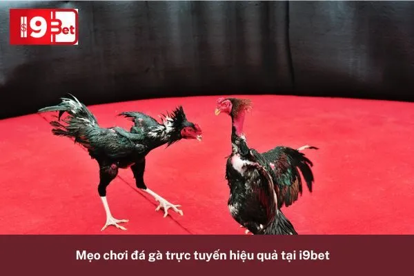 Luật Chơi Đá Gà Trực Tuyến Tại i9bet