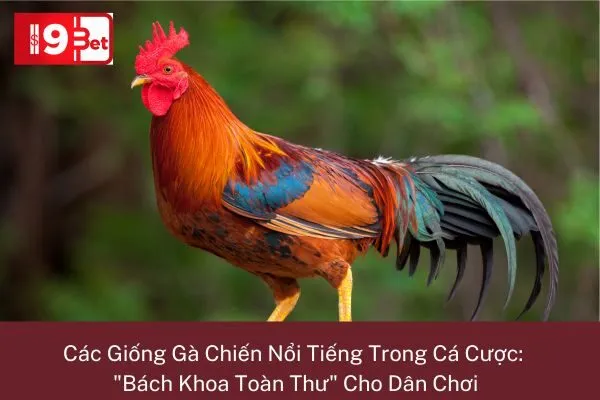 Các Giống Gà Chiến Nổi Tiếng Trong Cá Cược