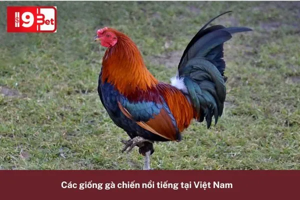 Các Giống Gà Chiến Nổi Tiếng Trong Cá Cược