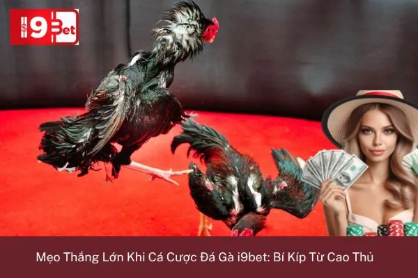 Mẹo Thắng Lớn Khi Cá Cược Đá Gà i9bet