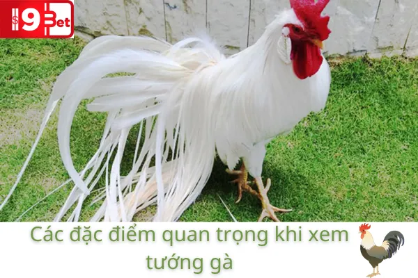 Bí Quyết Xem Tướng Gà Chiến Hiệu Quả