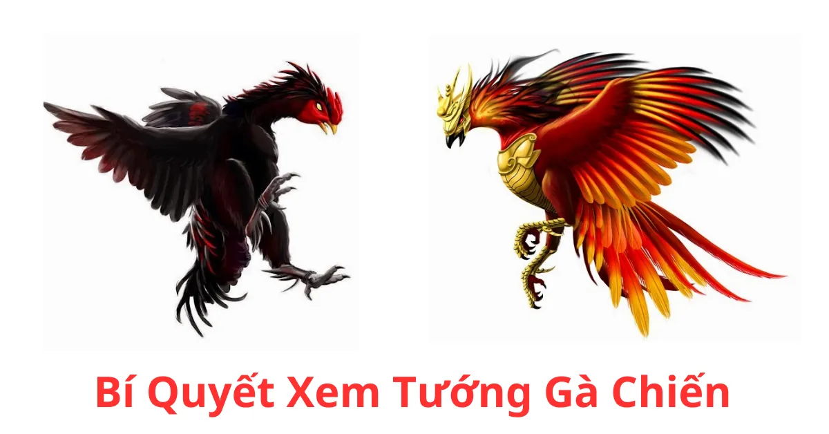 Bí Quyết Xem Tướng Gà Chiến Hiệu Quả