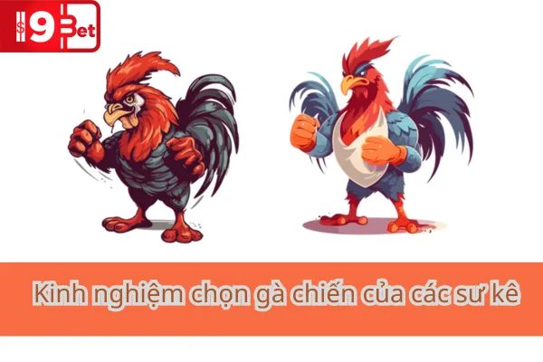 Những Lưu Ý Khi Chọn Gà Chiến