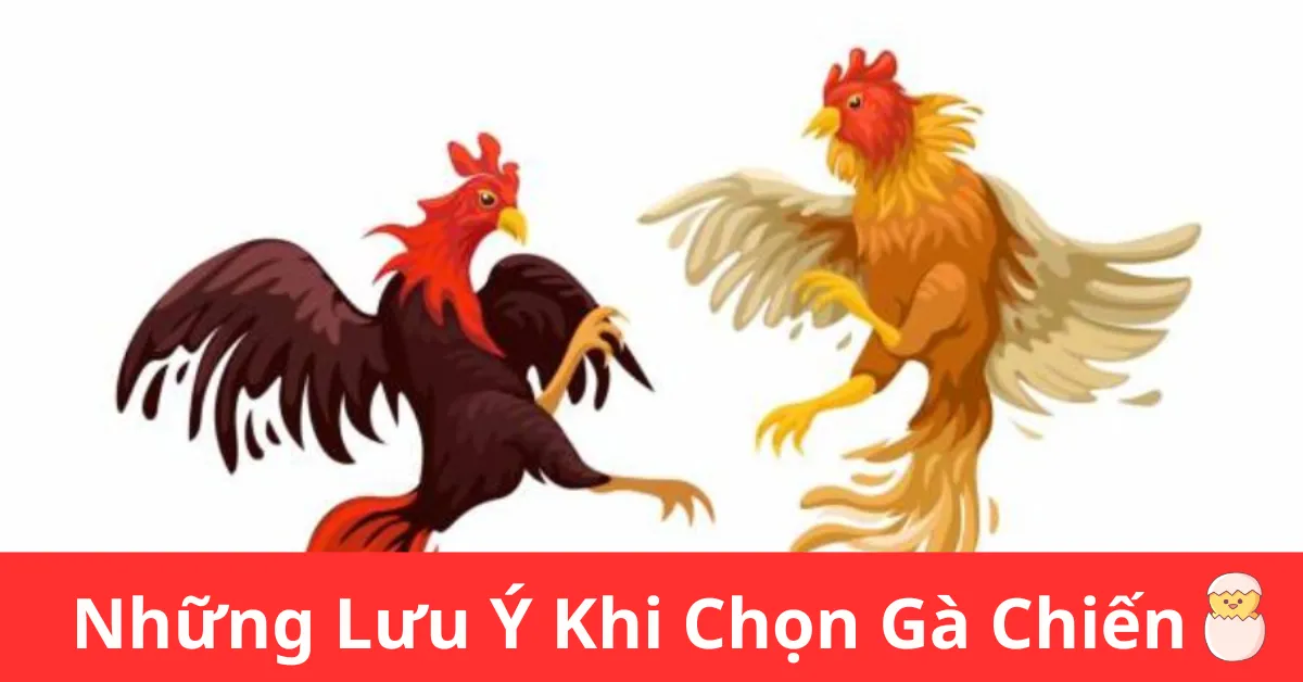 Những Lưu Ý Khi Chọn Gà Chiến