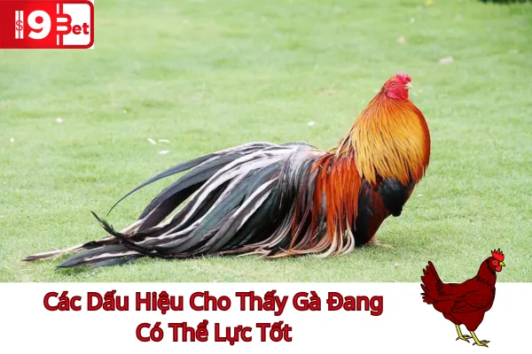 Phân Tích Thể Lực Gà Trước Trận Đấu