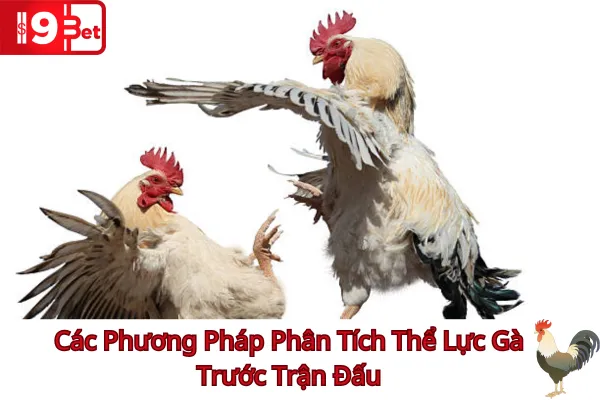 Phân Tích Thể Lực Gà Trước Trận Đấu