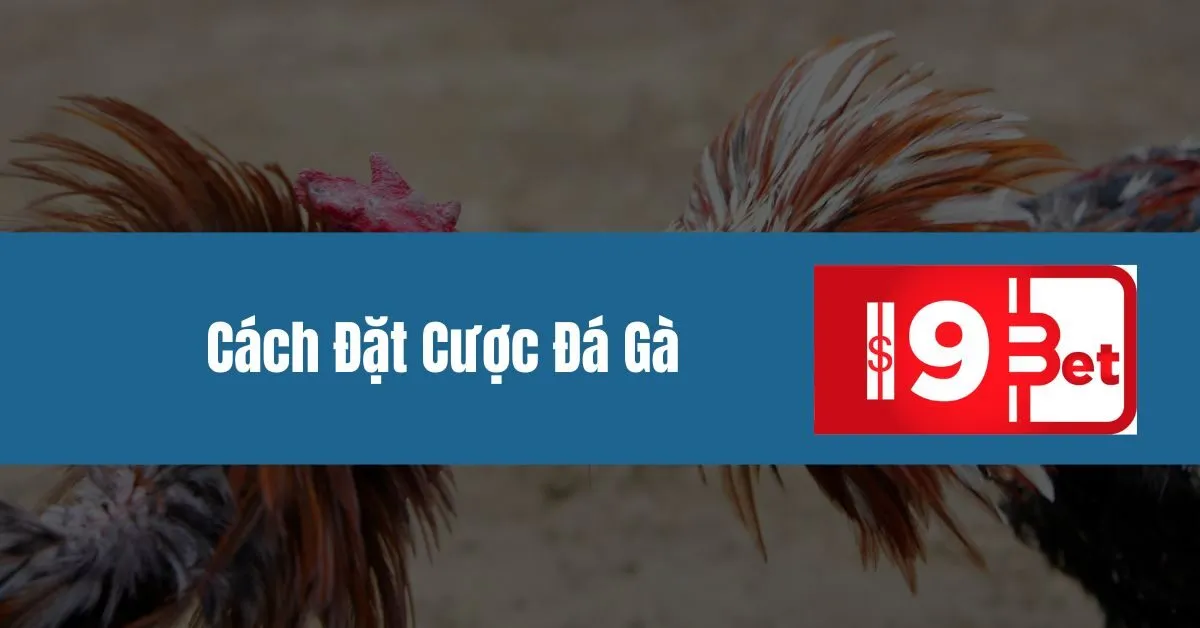 Cách Đặt Cược Đá Gà