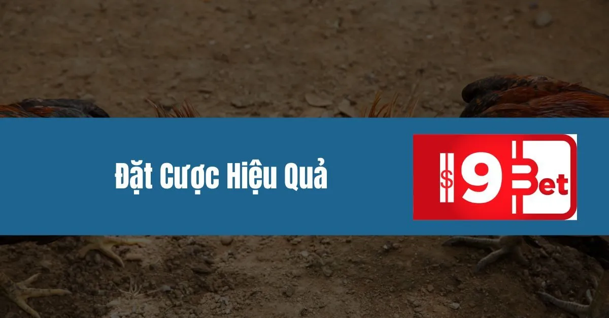 Đặt Cược Hiệu Quả