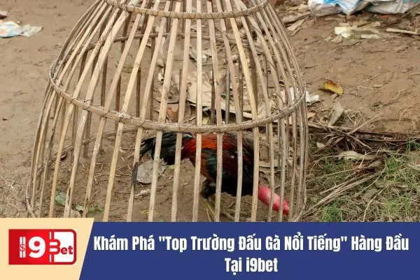 Top Trường Đấu Gà Nổi Tiếng