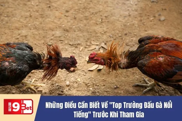 Top Trường Đấu Gà Nổi Tiếng